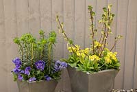 Container of Euphorbia characias 'Black Pearl' and Viola Panola series 'Marina' and container of Ribes sanguineum 'Elkington's White' and Primula veris 'Schlusselblume'