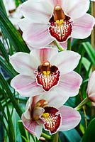 Cymbidium 'Ann Green' gx x Pink Ice gx - Orchids