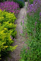 Gravel path leading through border of Lythrum salicaria, Solidago virgaurea, Sidalcea, Veronica longifolia