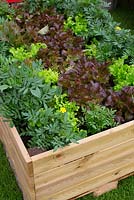 Tagetes and Lettuce in raised bed