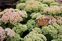 Aglais urticae - Small Tortoiseshell Butterfly on Sedum 'Herbstfreude' 
