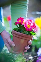 Planting hybrid Primula in spring border 
