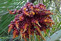 Arenga engleri - Formosa Palm or Dwarf Sugar Palm showing fruits and flowers