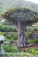 Dracaena draco - Dragon Tree, Icod, Tenerife - The largest and most ancient example on the island with first fruits