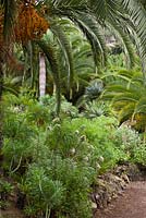 Public recreational park in Icod with  Echium gigantium and numerous palm species, Tenerife, February