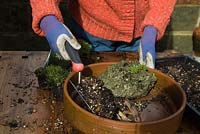 Planting up Alpine pot - Veronica prostata 'Nestor', Aubrieta 'Dr Mules Variegata', Saxifraga 'Elf', Phlox subulata 'Samson', Chiastophylumm oppositifolium, Pratia pendunculata 'Tredwellii' with tufa 
