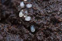 Slug eggs found in pot compost