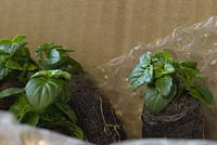 Diacsia plant plugs delivered by post
