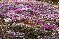 Cyclamen coum with Galanthus