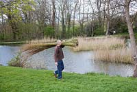Weaver Dominic Parrette harvesting the willow from the willow beds - Sussex Willow
