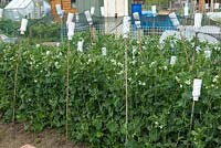 Row of Peas on allotment under protective netting supported by canes and inverted plastic bottles - Orford, Suffolk