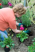 Woman planting out a new flower border with Dahlias and Argyranthemums, taking care to preserve healthy root growth