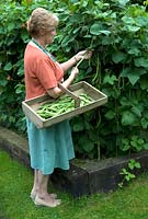 Woman picking Phaseolus coccineus - Runner Beans and collecting them in a wooden trug