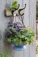 Colander planted with herbs - Oregano, Salvia Purpurascens, Salvia icterina and Thymus 'Golden King' hanging from hooks