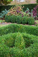 The knot garden - Buxus pyramid within a circle within a square. Vitis vinifera 'Purpurea' scrambling through Viburnum carlesii 'Aurora' and Euphorbia wulfenii behind Buxus ball hedge - Woodpeckers