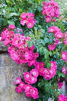 Pink rambling Rosa - Garden Neighbours