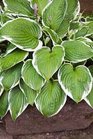 Hosta fortunei 'Francee' in old stone trough