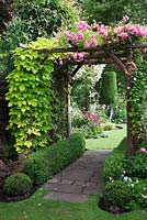 Arch covered in Rosa 'Super Fairy', Clematis 'Josephine' and Humulus lupulus 'Aureus' with Buxus edged beds and Buxus balls - Golden Hop - Garden Neighbours