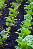 Lettuce 'Little Gem' and Beetroot 'Detroit' planted in rows. Garden Neighbours