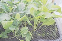 Overwintered mixed brassica seedlings under protective mesh, late February