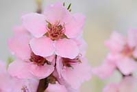 Prunus persica var. nectarina 'Nectarella'. Nectarine flowers on a young tree overwintered in a polytunnel
