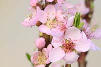 Prunus persica 'Bonanza' - Peach flowers on a young tree overwintered in a polytunnel
