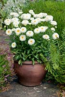 Leucanthemum x superbum Engelina - Shasta Daisy in container