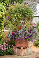 Container with Tibouchina urvilleana, Begonia 'Devotion' million kisses series, Verbena elymus magellanicus and Petunia x hybrida 'Blue Wave'. East Ruston Old Vicarage gardens