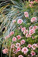 Verbena 'Pink Parfait' and Elymus magellanicus