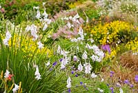 Dierama 'Guinevere', Geranium 'Orion' and Anthemis tinctoria dwarf form beyond - Wildside garden