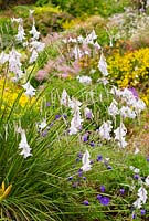 Dierama 'Guinevere', Geranium 'Orion' and Anthemis tinctoria dwarf form beyond - Wildside garden