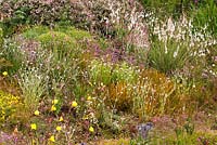 Dierama pulcherrimum, Dierama 'Wildside hybrid', Hebe 'Nicola's Blush', Oenothera, Lychnis, Tanacetum, Scabiosa and Libertia - Wildside garden 
