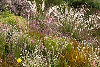 Dierama pulcherrimum, Dierama 'Wildside hybrid' and Hebe 'Nicola's Blush' - Wildside garden 
 