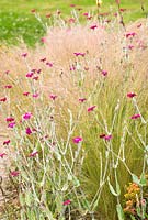 Lychnis coronaria - Rose Campion and Stipa tenuissima - Spear Grass - Wildside garden
 