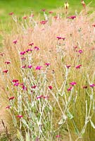 Lychnis coronaria - Rose Campion and Stipa tenuissima - Spear Grass - Wildside garden 
