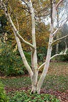Betula ermanii 'Grayswood Hill'