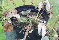 Verticillium - Wilt a on strawberry plant