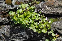 Hedera helix 'Hibernica' - Atlantic ivy  growing out from stone wall