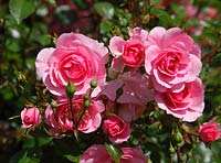 Rosa bonica 'Meidomonic' 