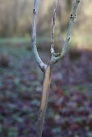 Chalara fraxinus - Ash dieback, infected sapling