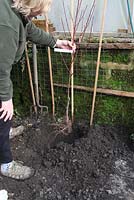 Planting a bareroot nectarine tree