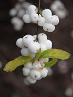 Symphoricarpos Albus - Snowberry