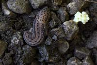 Limax maximus - Leopard slug with eggs