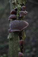 Auricularia auricula - Jews ear fungus growing on elder tree
