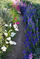 Path leading through borders of ornamental cabbages, Cosmos and Salvia viridis