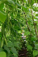 Phaseolus coccineus - Runner beans on wigwam