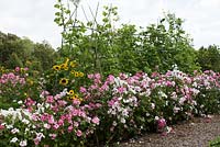 Potager with Lavatera trimestris 'Beauty Miss', hedge, Phaseolus coccineus on wigwam and sunflower