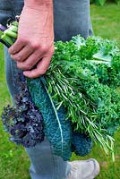Harvested vegetables - Brassica oleracea, Kale 'Westland Winter', Kale 'Scarlet', Kale 'Nero di Toscana' and Rosemary
