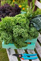 Brassica oleracea, Kale 'Westland Winter', Kale 'Scarlet', Kale 'Nero di Toscana' and rosemary in wooden crate with secateurs
