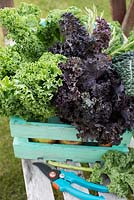 Brassica oleracea, Kale 'Westland Winter', Kale 'Scarlet', Kale 'Nero di Toscana' and rosemary in wooden crate with secateurs 
